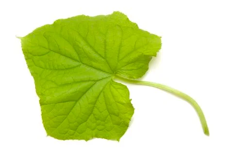 Cucumber sheet Stock Photos