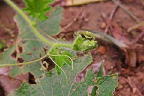 Cucumber shoot with tendrils Stock Photos