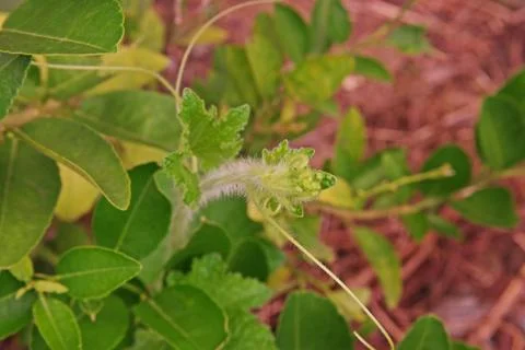 Cucumber shoot with tendrils Stock Photos
