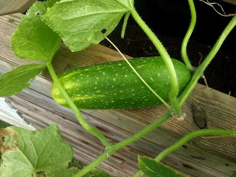 Cucumber on the shrub Stock Photos