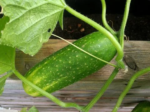 Cucumber on the shrub Stock Photos