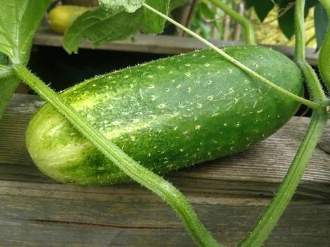 Cucumber on the shrub Stock Photos
