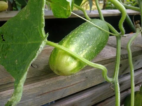 Cucumber on the shrub Stock Photos
