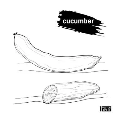 Cucumber sketch hand drawing element. Иллюстрация