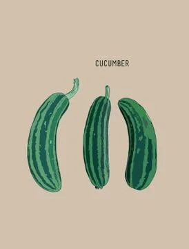 Cucumber , sketch vector. Stock Illustration