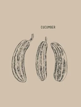 Cucumber , sketch vector. Stock Illustration