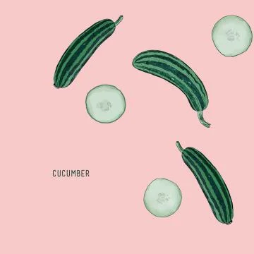 Cucumber , sketch vector. Stock Illustration
