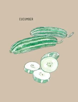 Cucumber , sketch vector. Stock Illustration
