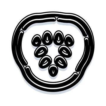 Cucumber slice cross section black and white illustration Stock Illustration