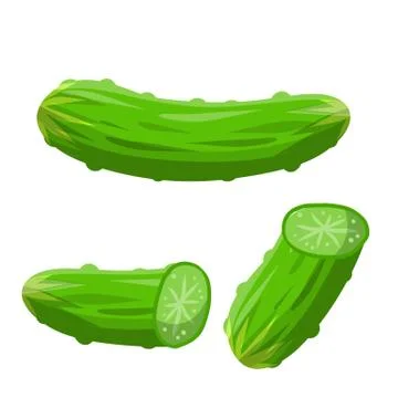 Cucumber. Slice of Green fresh vegetable. Harvesting and healthy food. Stock Illustration