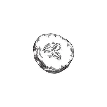 Cucumber slice vector illustration Illustrazione stock