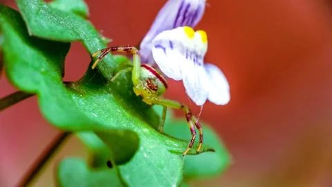 Cucumber Small Spider perched on a green plant leaf with a flower Stock Photos