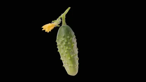 Cucumber spin and float - cucumbers isolated, alpha channel included Video stock 161356474