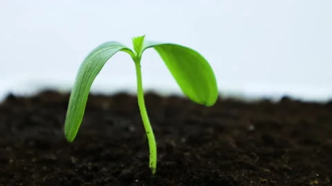 Cucumber sprout 3 Stock Footage 130258218