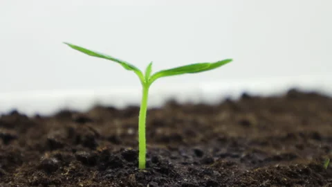 Cucumber sprout 5 Stock Footage 130373924