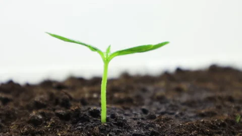 Cucumber sprout 6 Stock Footage 130373973