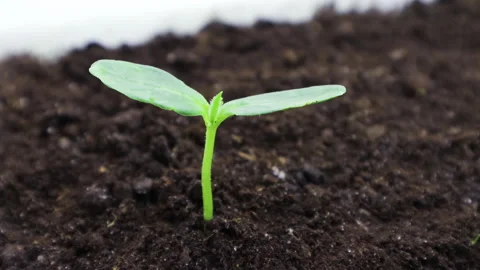 Cucumber sprout 7 Stock Footage 130374063