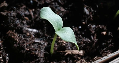 Cucumber Sprout closeup Stock Footage 128383335