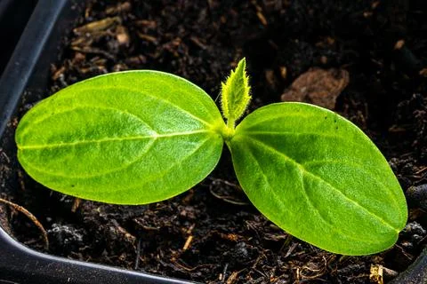 A cucumber sprout at the first true leaf stage in a plastic pot with potting  Stock Photos