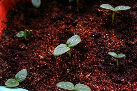 Cucumber sprout leaf close up Stock Photos