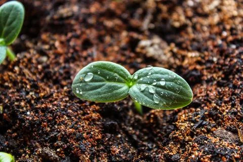 Cucumber sprout leaf close up Stock Photos