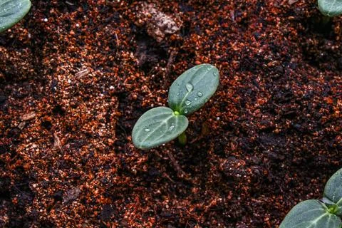 Cucumber sprout leaf close up Stock Photos