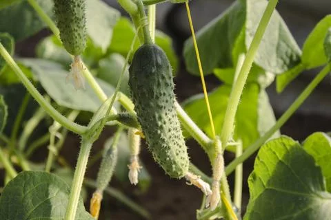 Cucumber sprout leaf close up Stock Photos