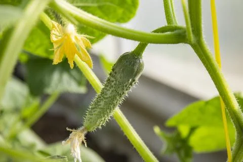 Cucumber sprout leaf close up Stock Photos