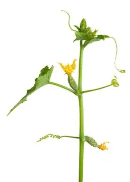 Cucumber sprout Stock Photos