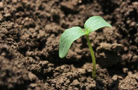 Cucumber sprout Stock Photos