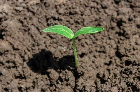 Cucumber sprout Stock Photos