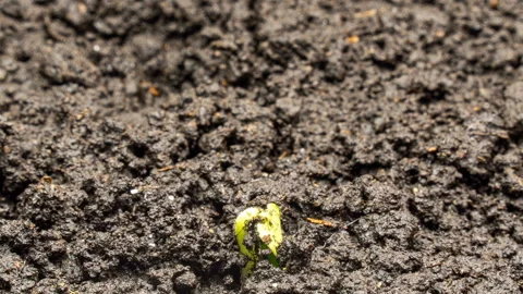 Cucumber sprout sprouts from the ground, time lapse, macro Stock Footage 123595296