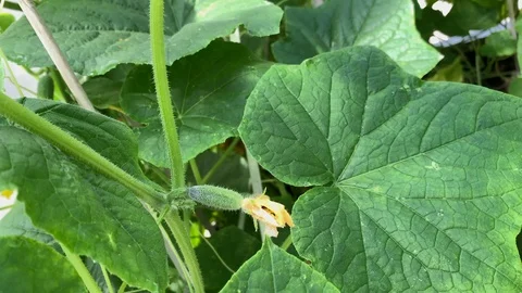Cucumber sprouts and small cucumbers bloom and grow in a greenhouse Stock Footage 116014903