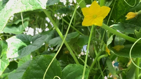 Cucumber sprouts and small cucumbers bloom and grow in a greenhouse Stock Footage 116158721
