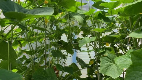 Cucumber sprouts and small cucumbers bloom and grow in a greenhouse Stock Footage 116416759