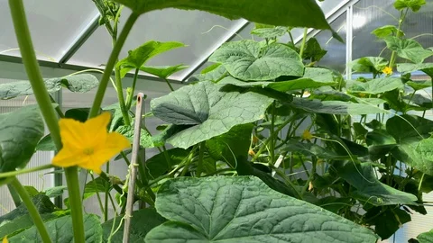 Cucumber sprouts and small cucumbers bloom and grow in a greenhouse Stock Footage 116608358