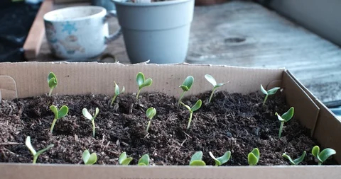 Cucumber Sprouts in a Box Stock Footage 128317411
