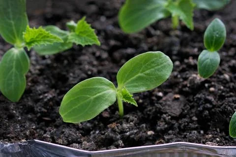 Cucumber sprouts in a container. Stock Photos