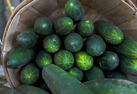 Cucumber stack in basket Stock Photos