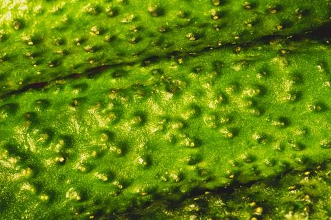 Cucumber texture close up. fresh green vegetables Stock Photos