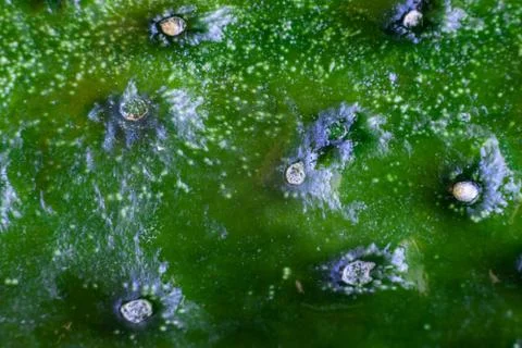 Cucumber texture close-up view green peel Stock Photos