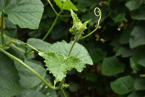 Cucumber top tree Stock Photos