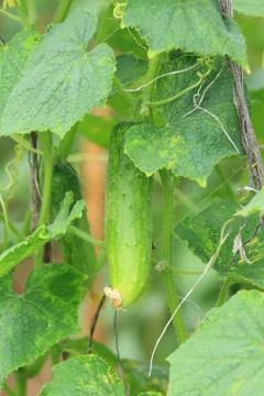 Cucumber on tree in the farm. Stock Photos