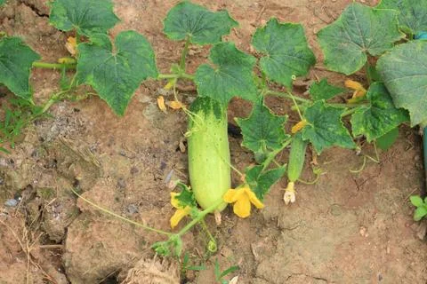 Cucumber on tree in the farm. Stock Photos