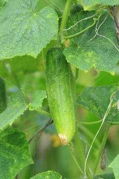 Cucumber on tree in the farm. Stock Photos