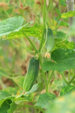 Cucumber on tree in the farm. Stock Photos
