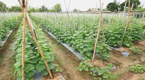 Cucumber Tree In Farm (zoom out) Stock Footage 51327367