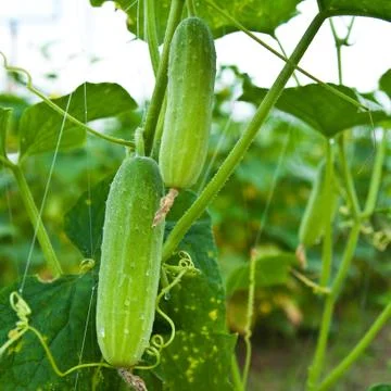 Cucumber on tree in the garden. 스톡 사진