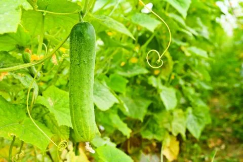 Cucumber on tree in the garden Stock Photos