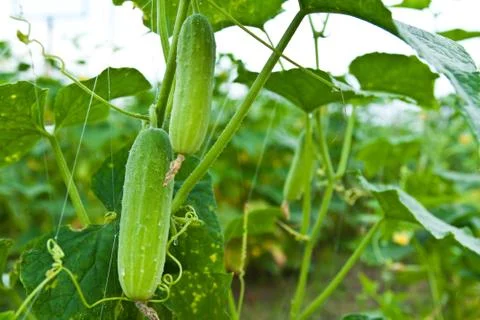 Cucumber on tree in the garden. Stock Photos